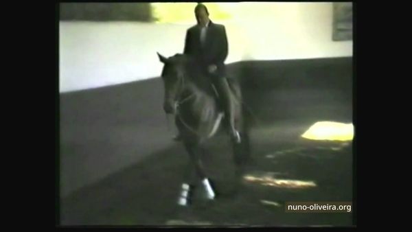3 yo horse training