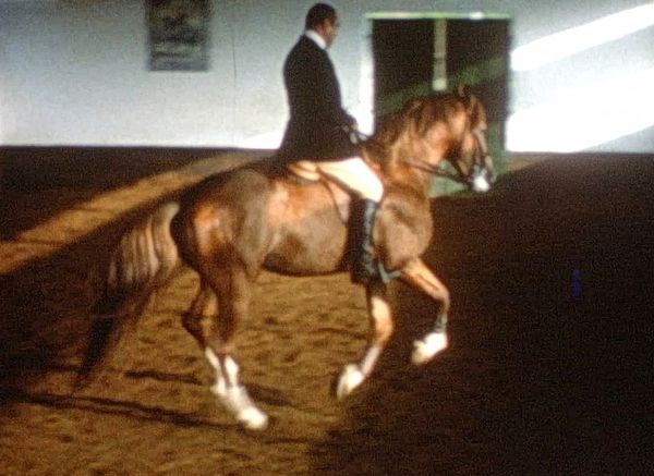 Il Primo Palpito