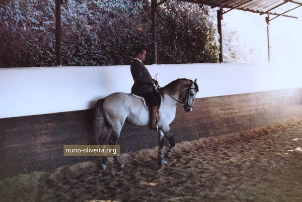 Nuno Oliveira, 1984