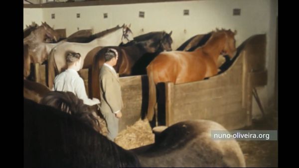 L'arrivée d'un nouveau cheval dans l'écurie de Nuno Oliveira (Quinta do Chafariz)