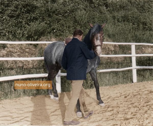 Nuno Oliveira, groundwork with a young horse