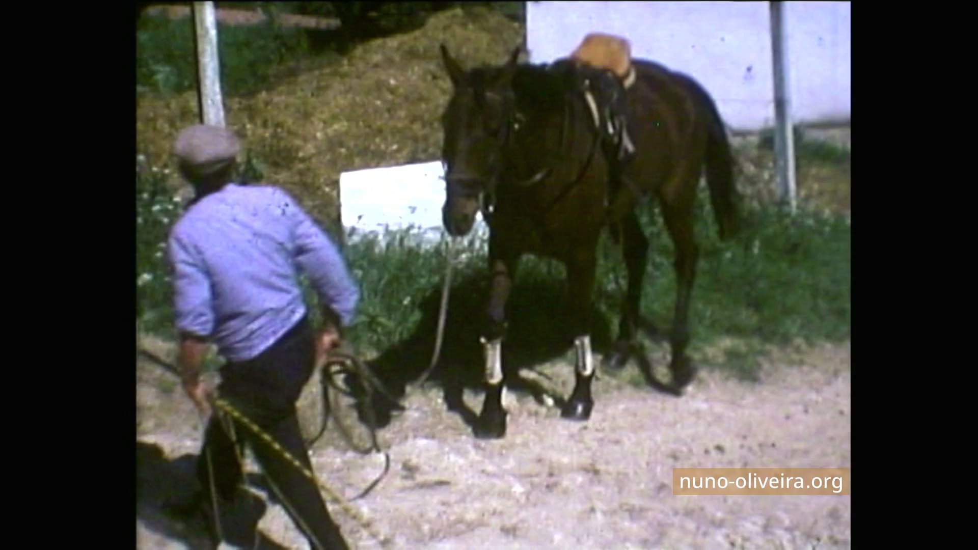 Travail avec un jeune cheval (film G.Dufresne)